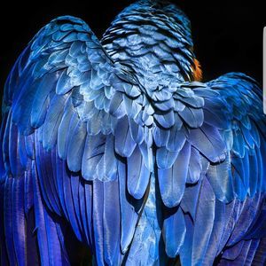 Meet your Posher, Fulgen